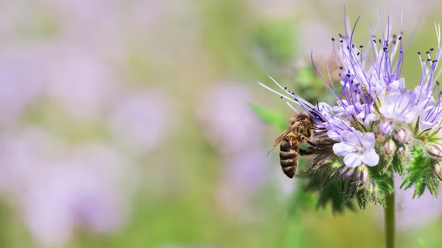 Les meilleures fleurs pour un jardin apicole productif