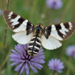 Les bienfaits des haies mellifères pour vos ruches et la biodiversité