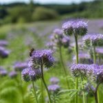 La phacélie : une plante mellifère idéale pour les abeilles et le jardin apicole