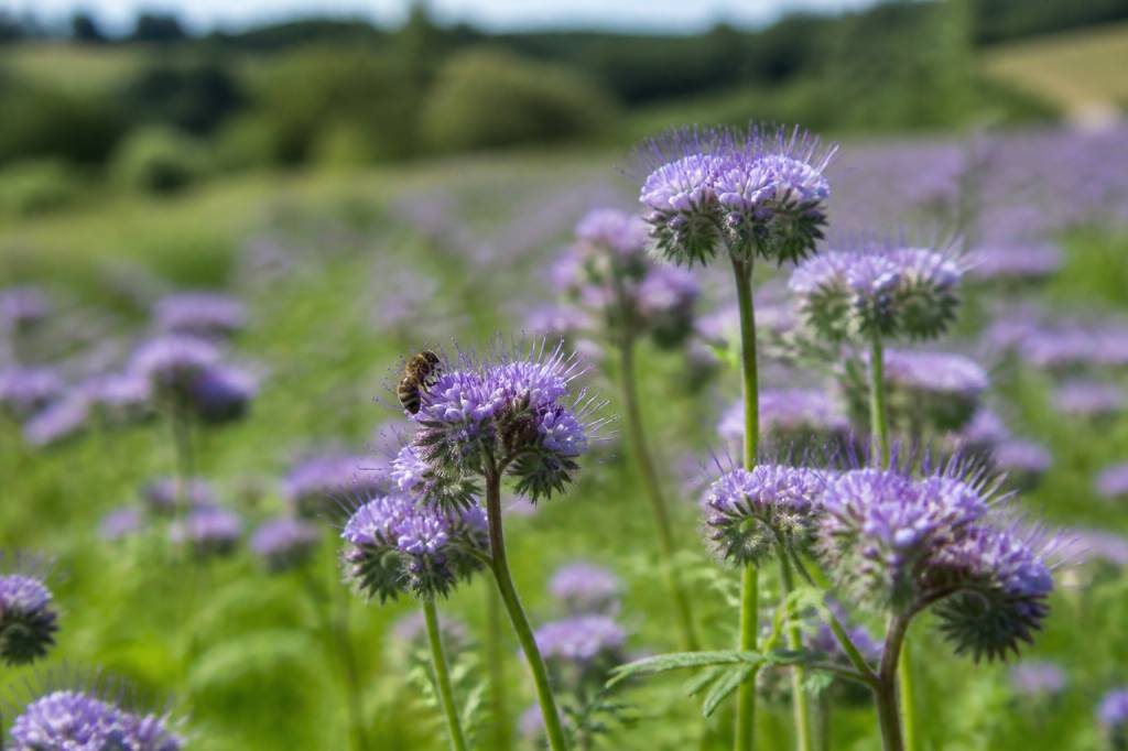 La phacélie : une plante mellifère idéale pour les abeilles et le jardin apicole